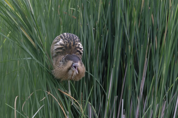Eurasian Bittern (Botaurus stellaris), Saxony, Germany