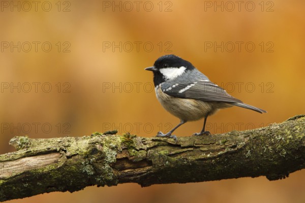 Coal Tit (Periparus ater), Utrecht, Netherlands