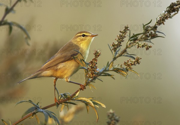 Willow Warbler (Phylloscopus trochilus), Mecklenburg-Western Pomerania, Germany