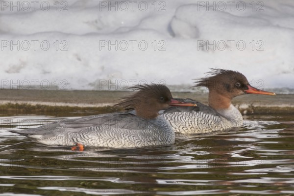 Scaly-sided Merganser (Mergus squamatus) female
