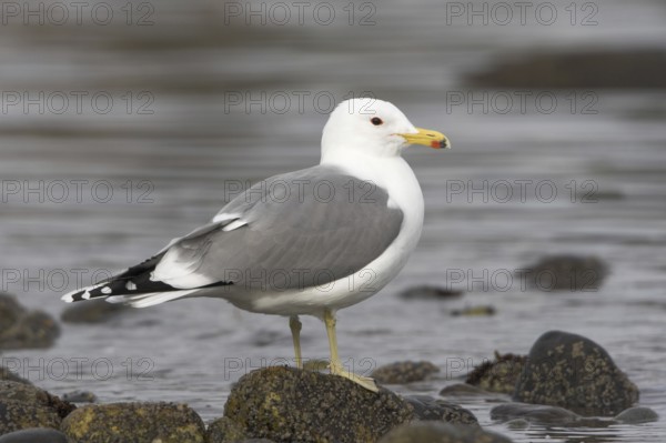 California Gull (Larus californicus), British Columbia, Canada