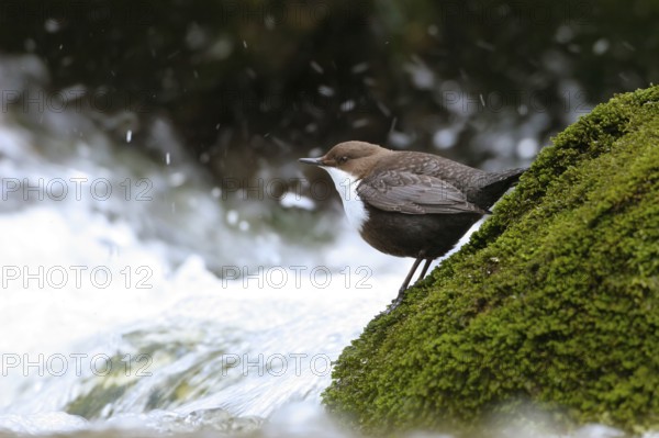White-throated Dipper (Cinclus cinclus), Norway
