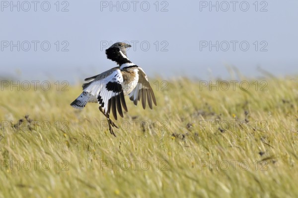 Little Bustard (Tetrax tetrax) mating, Extremadura, Spain
