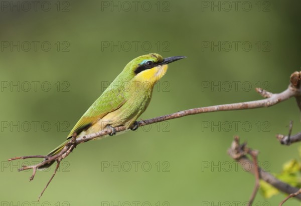 Little Bee-eater (Merops pusillus), Okavango-Delta, Botswana