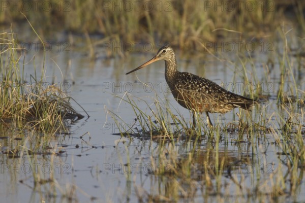 Hudsonian Godwit (Limosa haemastica) male, Manitoba, Canada