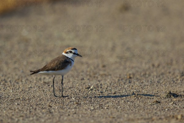Kentish Plover (Charadrius alexandrinus) male, Greece
