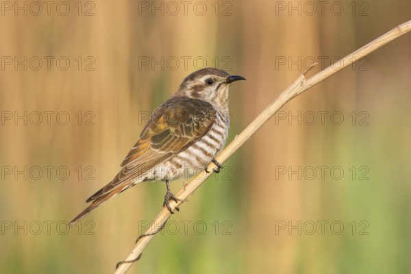 Horsfield's Bronze Cuckoo (Chrysococcyx basalis), Victoria, Australia