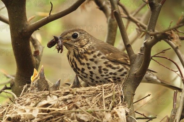 Song Thrush (Turdus philomelos) chick, Lower Saxony, Germany