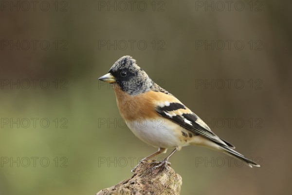 Brambling (Fringilla montifringilla) male, Lower Saxony, Germany