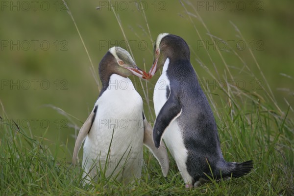 Yellow-eyed Penguin (Megadyptes antipodes) pair displaying, South Island, New Zealand