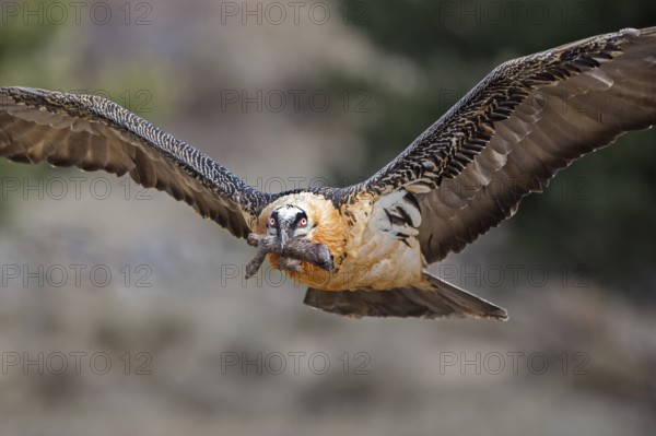 Bearded Vulture (Gypaetus barbatus) flying with bone in bill, Catalonia, Spain