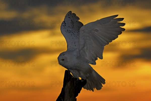 Beautiful sunset sky with flying owl. Snowy owl, Nyctea scandiaca, rare bird sitting on the tree trunk