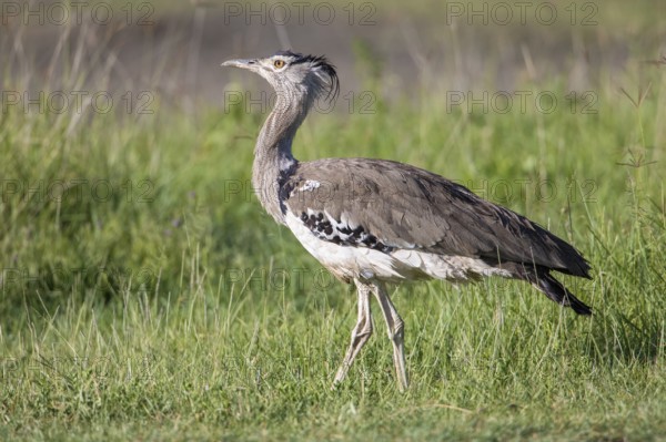 Kori Bustard (Ardeotis kori struthiunculus), Ngorongoro, Tanzania