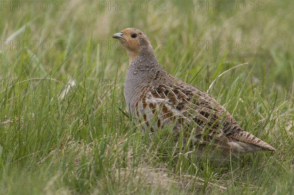 Grey Partridge (Perdix perdix) male, Lake Neusiedl, Austria