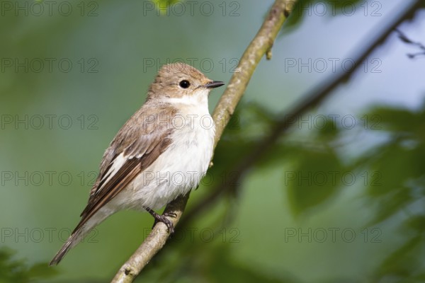 European Pied Flycatcher (Ficedula hypoleuca) female, Baden-Wuerttemberg, Germany