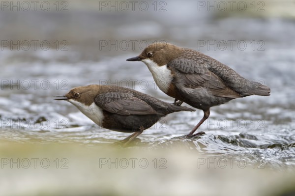 White-throated Dipper (Cinclus cinclus) mating, Saxony-Anhalt, Germany