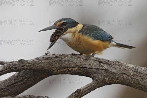 Sacred Kingfisher (Todiramphus sanctus), Queensland, Australia