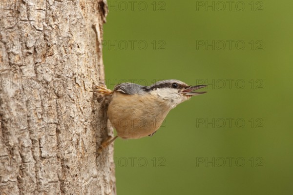 Eurasian Nuthatch (Sitta europaea), St. Gallen, Switzerland