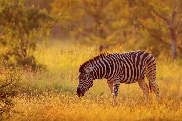 Plains zebra, Equus quagga, in the grassy nature habitat, evening light, Kruger National Park, South Africa. Wildlife scene from African nature. Zebra sunset with trees