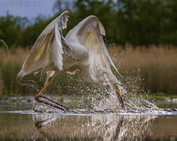 Great Egret (Ardea alba) hunting, Kiskunsag National Park, Hungary