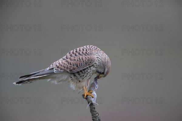 Common Kestrel (Falco tinnunculus) female perched on a branch eating a mouse, North Rhine-Westphalia, Germany