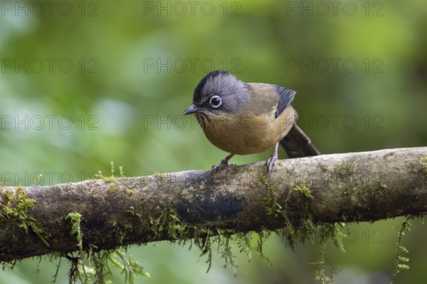 Black-crowned Barwing (Actinodura sodangorum) perched on a branch, Ngoc Linh, Vietnam