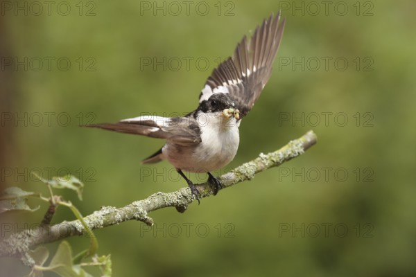 European Pied Flycatcher (Ficedula hypoleuca) male, Lower Saxony, Germany