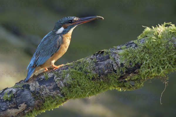Common Kingfisher (Alcedo atthis) female, Netherlands
