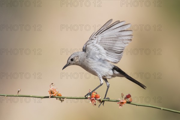 Blackstart (Oenanthe melanura) perched on a twig, Eilat, Israel