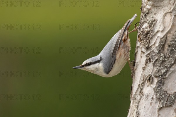 Eurasian Nuthatch (Sitta europaea), Smaland, Sweden