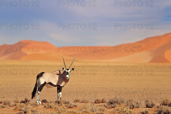 Gemsbok with orange sand dune evening sunset. Gemsbuck, Oryx gazella, large antelope in nature habitat, Sossusvlei, Namibia. Wild animals in the savannah. Animal with big straight antler horn