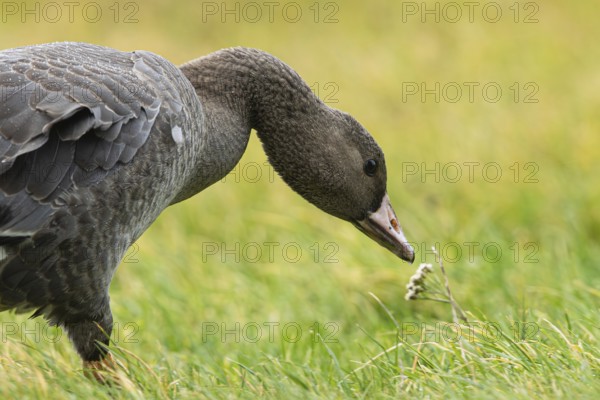 Greater White-fronted Goose (Anser albifrons) juvenile foraging, Smaland, Sweden