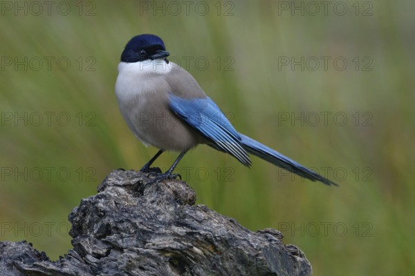 Azure-winged Magpie, Cyanopica cyanus, rare bird on the rock habitat, Sierra de Andújar, Andalusia, Spain in Europe. Magpie in the nature stone habitat