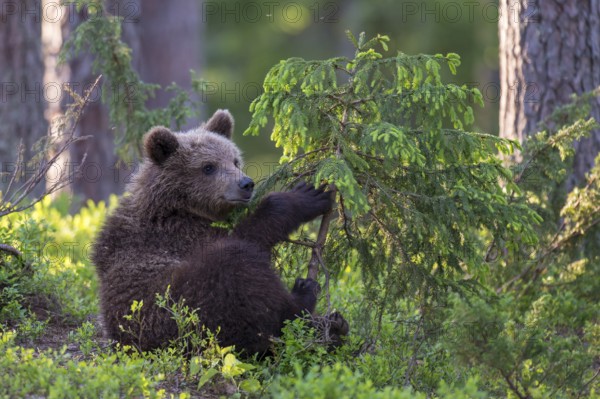 Eurasian Brown Bear (Ursus arctos) cub foraging in forest, Finland