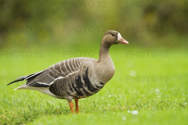 Greater White-fronted Goose (Anser albifrons), Schleswig-Holstein, Germany