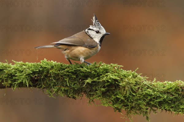 European Crested Tit (Lophophanes cristatus), Utrecht, Netherlands
