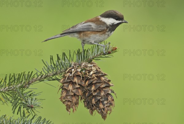 Chestnut-backed Chickadee (Poecile rufescens), British Columbia, Canada