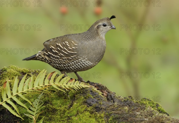 California Quail (Callipepla californica) female, British Columbia, Canada