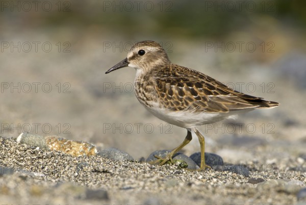 Least Sandpiper (Calidris minutilla), British Columbia, Canada