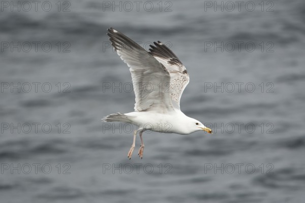 European Herring Gull (Larus argentatus) flying, Baltic Sea, Germany