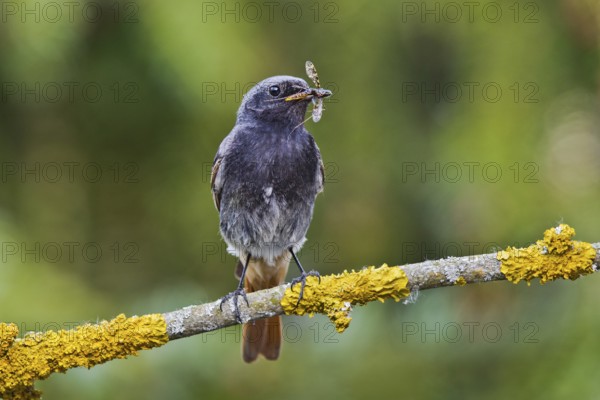Black Redstart (Phoenicurus ochruros) male with insect prey in beak, Bavaria, Germany