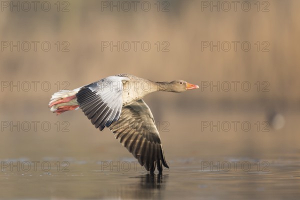 Greylag Goose (Anser anser) flying, Rhineland-Palatinate, Germany