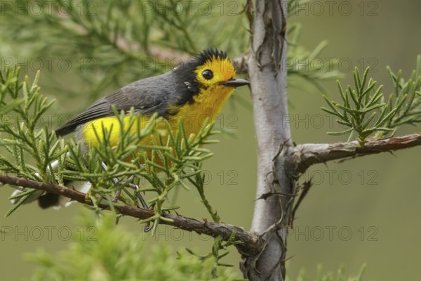 Golden-fronted Whitestart (Myioborus ornatus) perched on a branch in the mountains of Colombia, South America