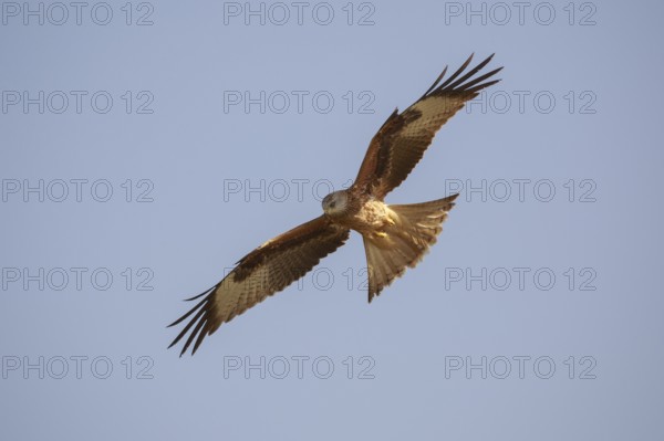 Red Kite (Milvus milvus) flying, Spain