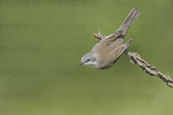 Lesser Whitethroat (Sylvia curruca) perched on a branch, Aosta Valley, Italy