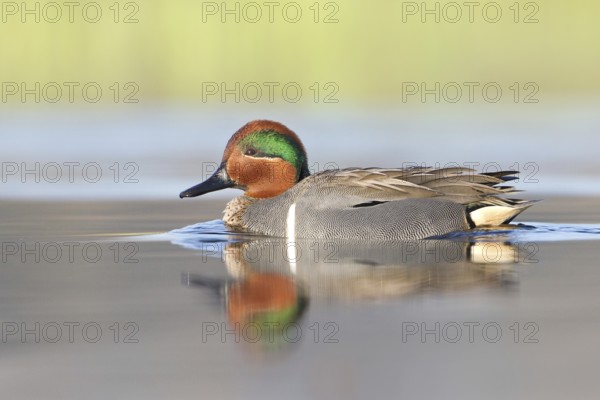 Green-winged Teal (Anas carolinensis) male, British Columbia, Canada