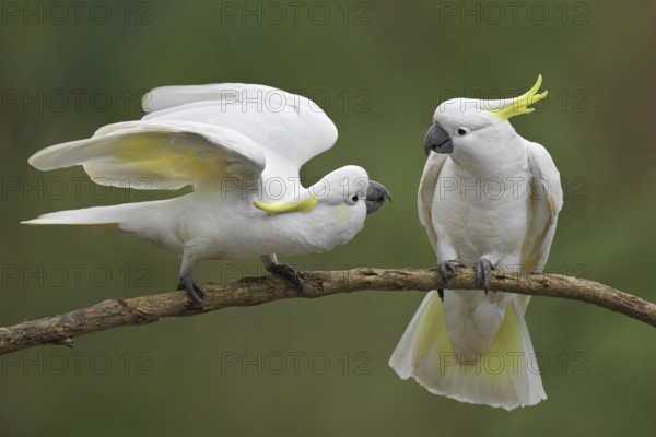 Sulphur-crested Cockatoo (Cacatua galerita), Victoria, Australia