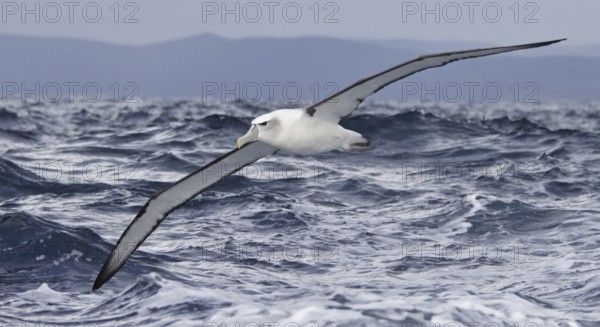 Shy Albatross (Thalassarche cauta) flying, New South Wales, Australia