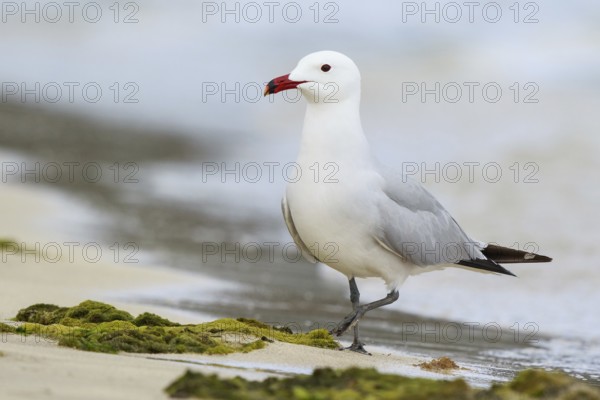 Audouin's Gull (Ichthyaetus audouinii), Mallorca, Spain