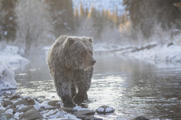 Grizzly Bear (Ursus arctos horribilis) walking along snowy river in winter, British Columbia, Canada